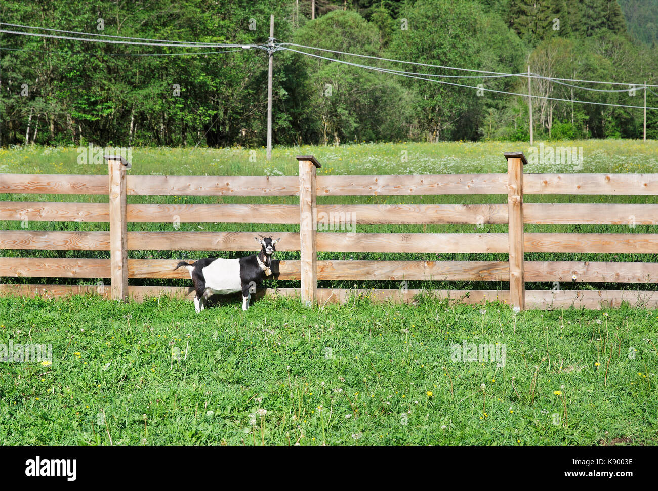 goat on the grass and fence Stock Photo