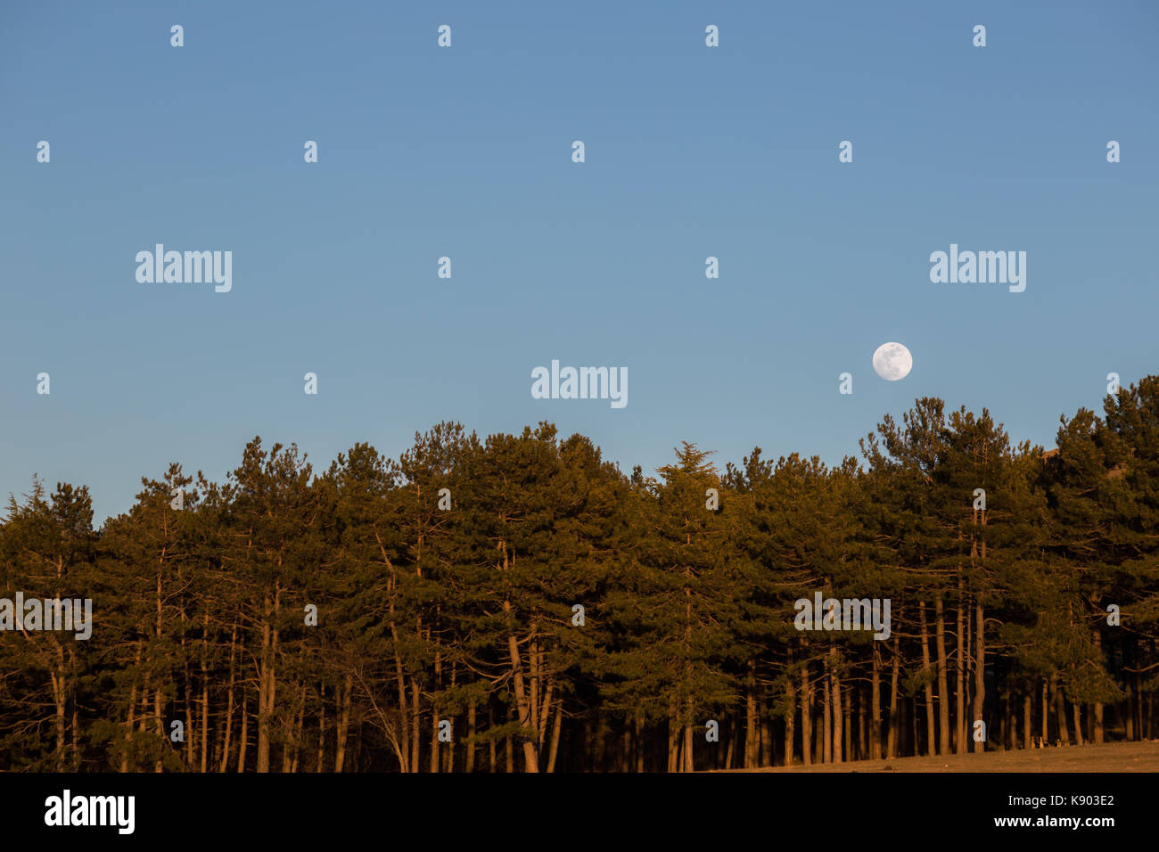 Moon rising up behind some trees in a forest, with warm sunset colors Stock Photo
