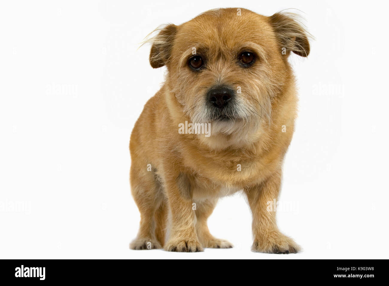 Border Terrier Stock Photo