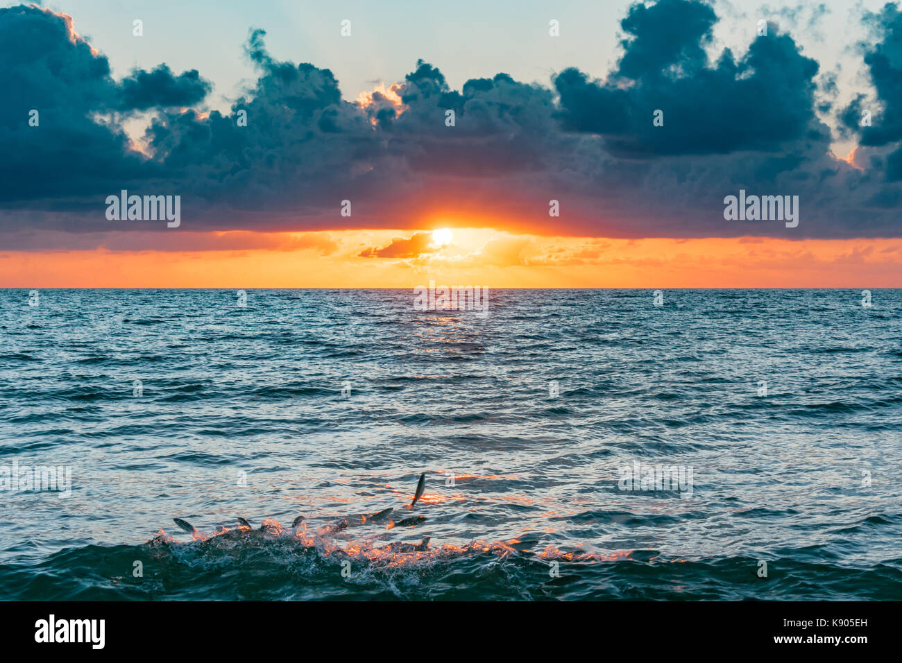 fish jumping out of the water while the waves crash on the beach at sunrise Stock Photo