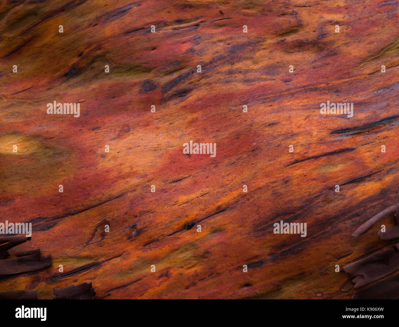 Close up of the trunk of an Arbutus Tree (Pacific Madrona) Stock Photo
