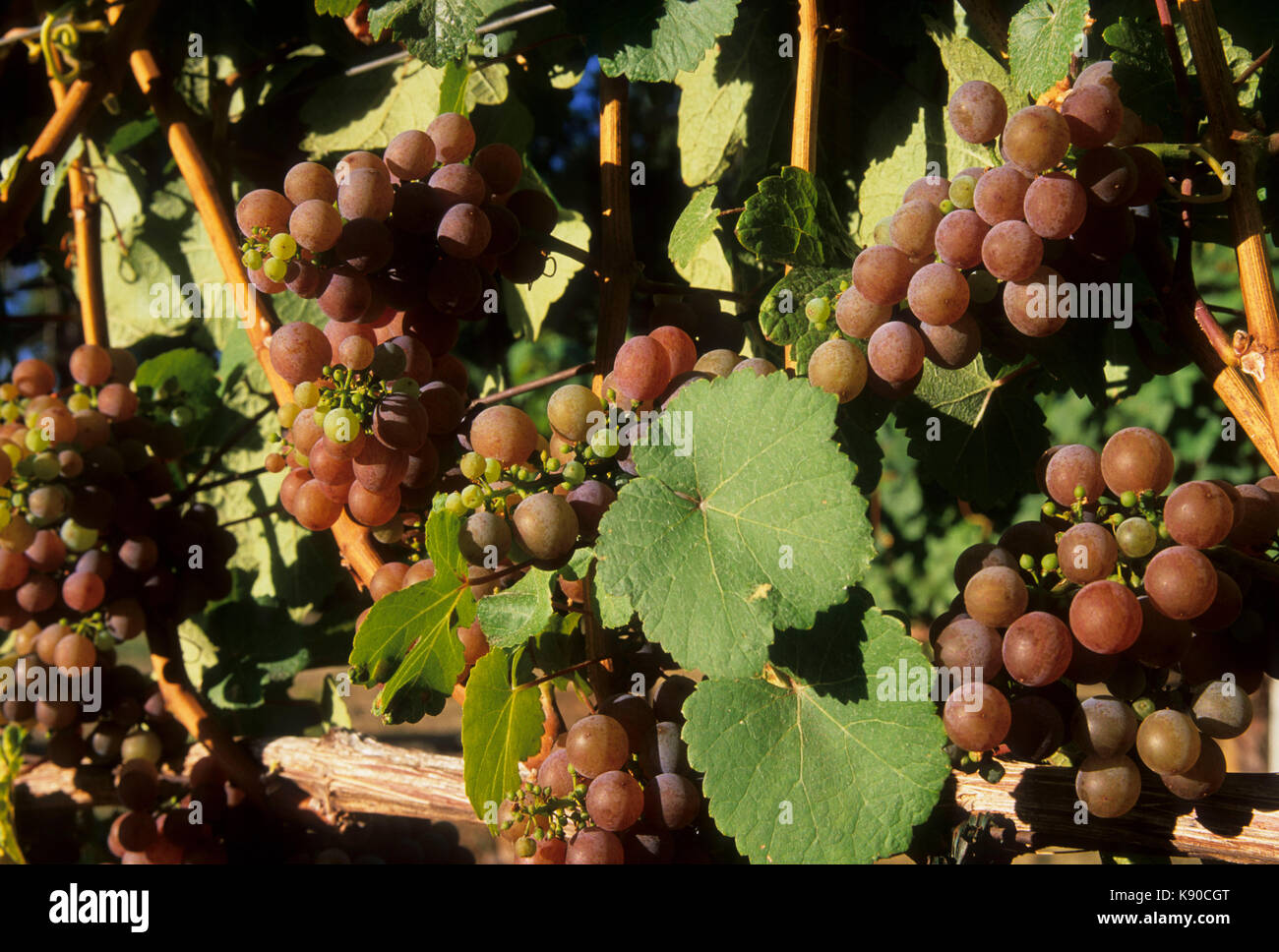 Vineyard grapes, Polk County, Oregon Stock Photo Alamy
