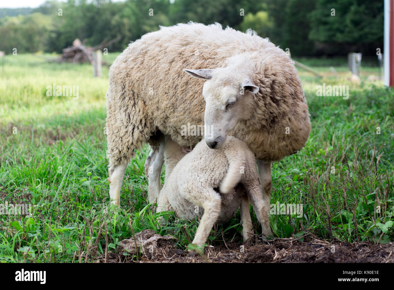 Baby lamb nursing - BFL (Blueface Leister) Stock Photo