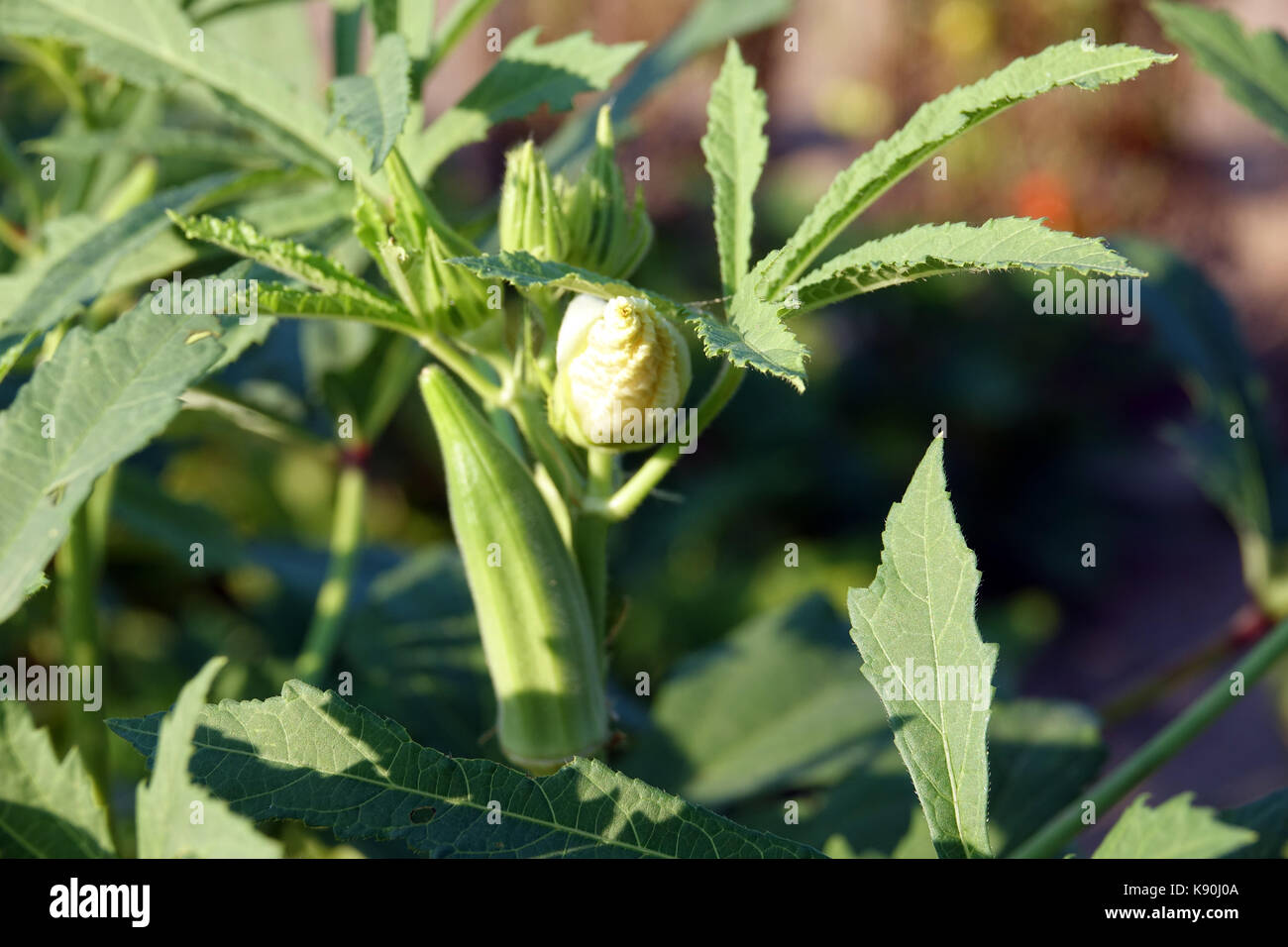 Okra is related to cotton and a good source of fiber Stock Photo Alamy