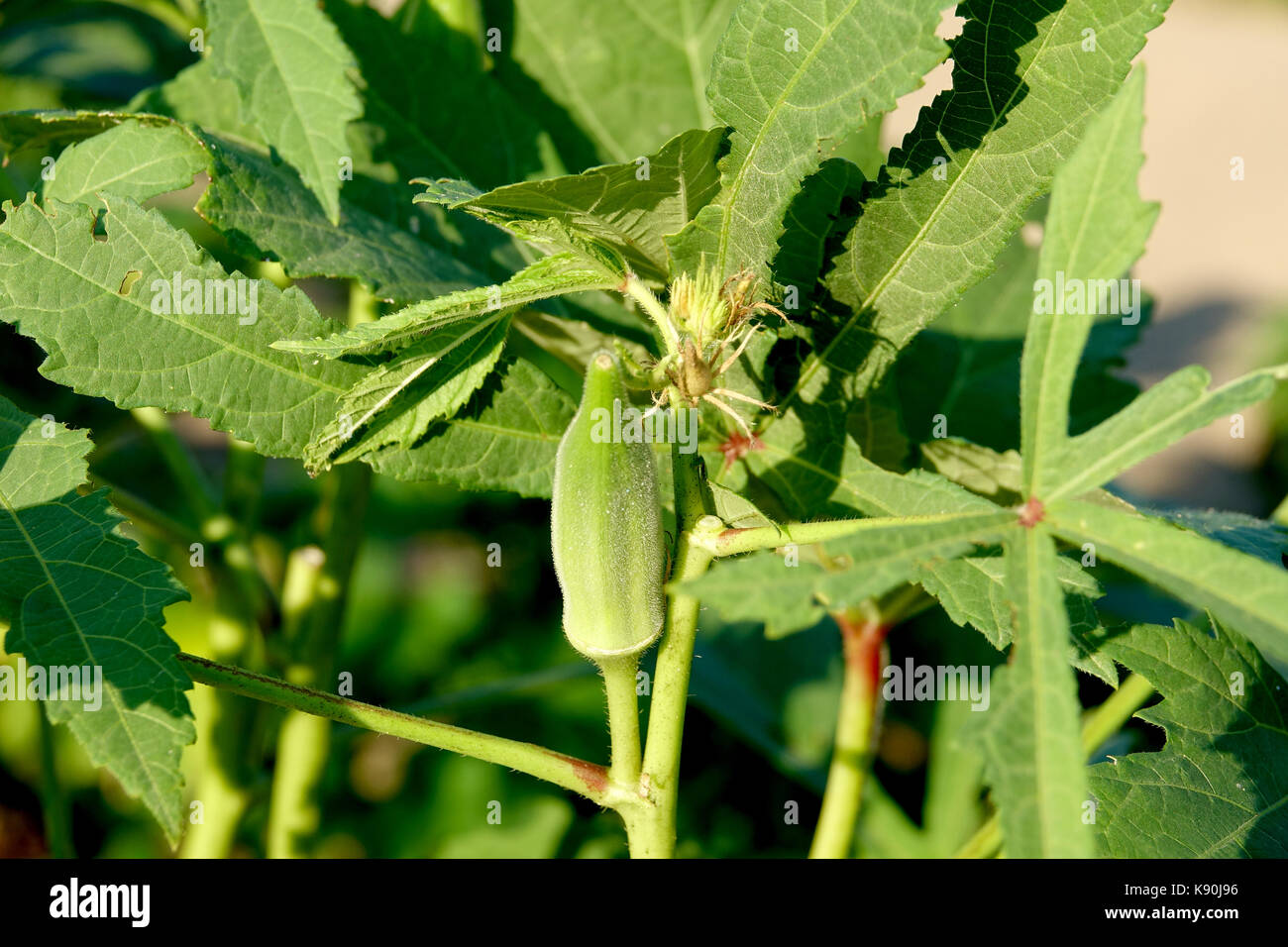 Okra is related to cotton and a good source of fiber Stock Photo Alamy