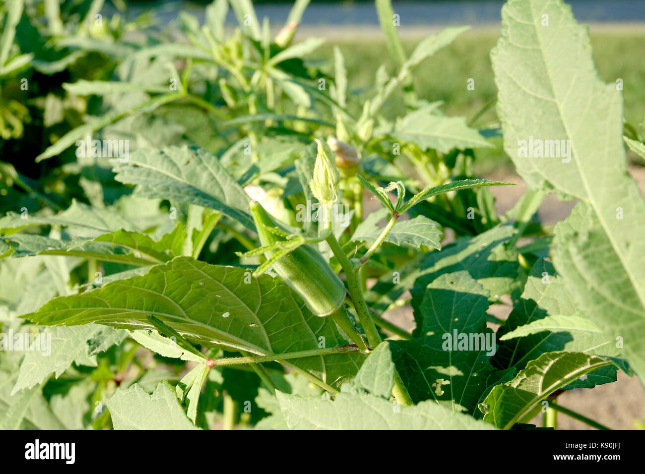 Okra is related to cotton and a good source of fiber Stock Photo Alamy