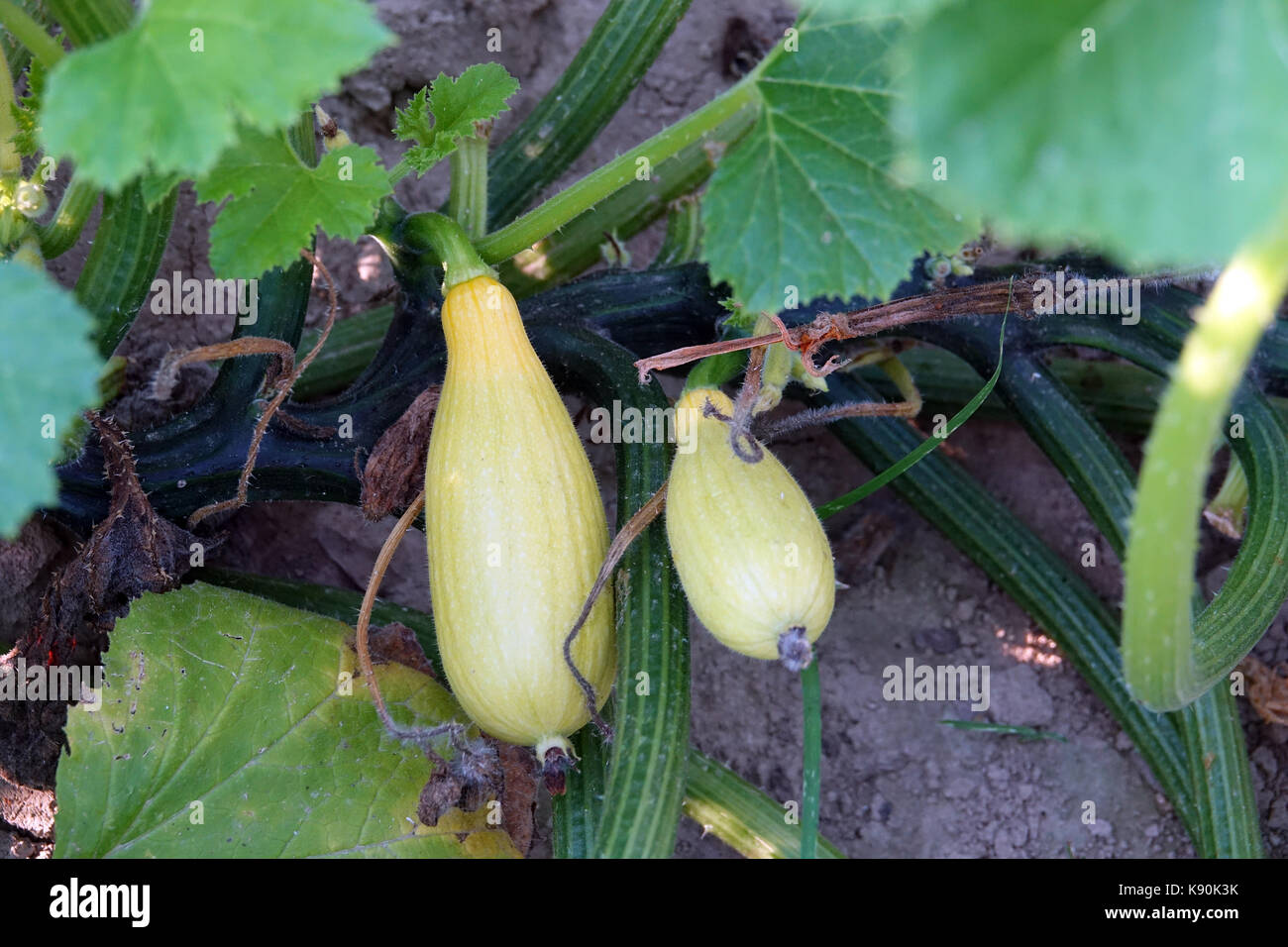 Cucumbers and squash are homegrown and ready to be harvested. Stock Photo