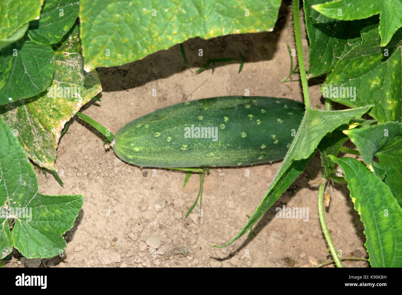 Cucumbers and squash are homegrown and ready to be harvested. Stock Photo