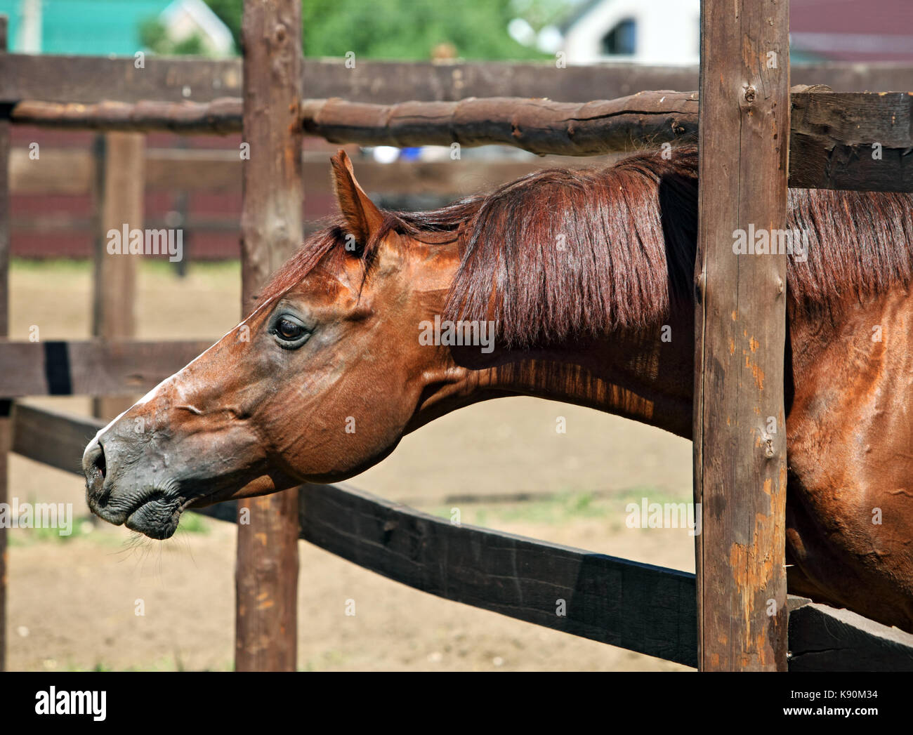 Ranch Horse Profile by Fence Stock Photo