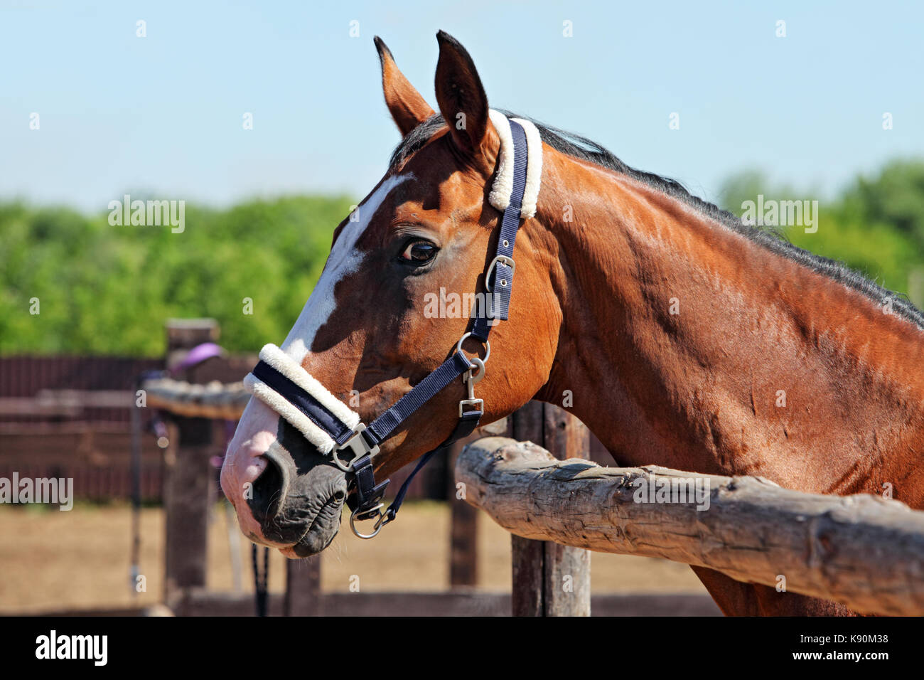 Ranch Horse Profile by Fence Stock Photo