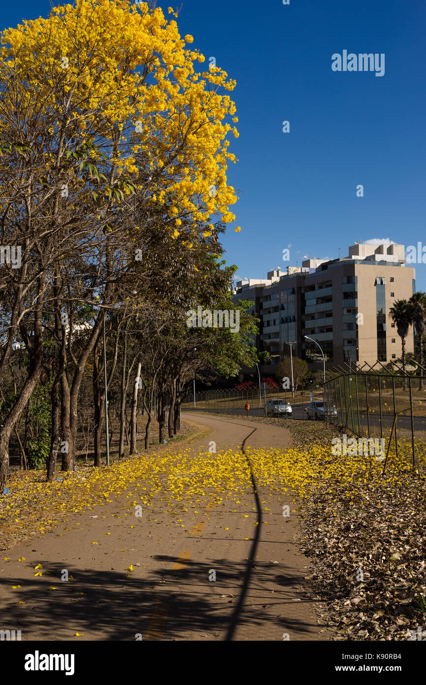 Golden Trumpet Tree blooming in Brasilia Stock Photo