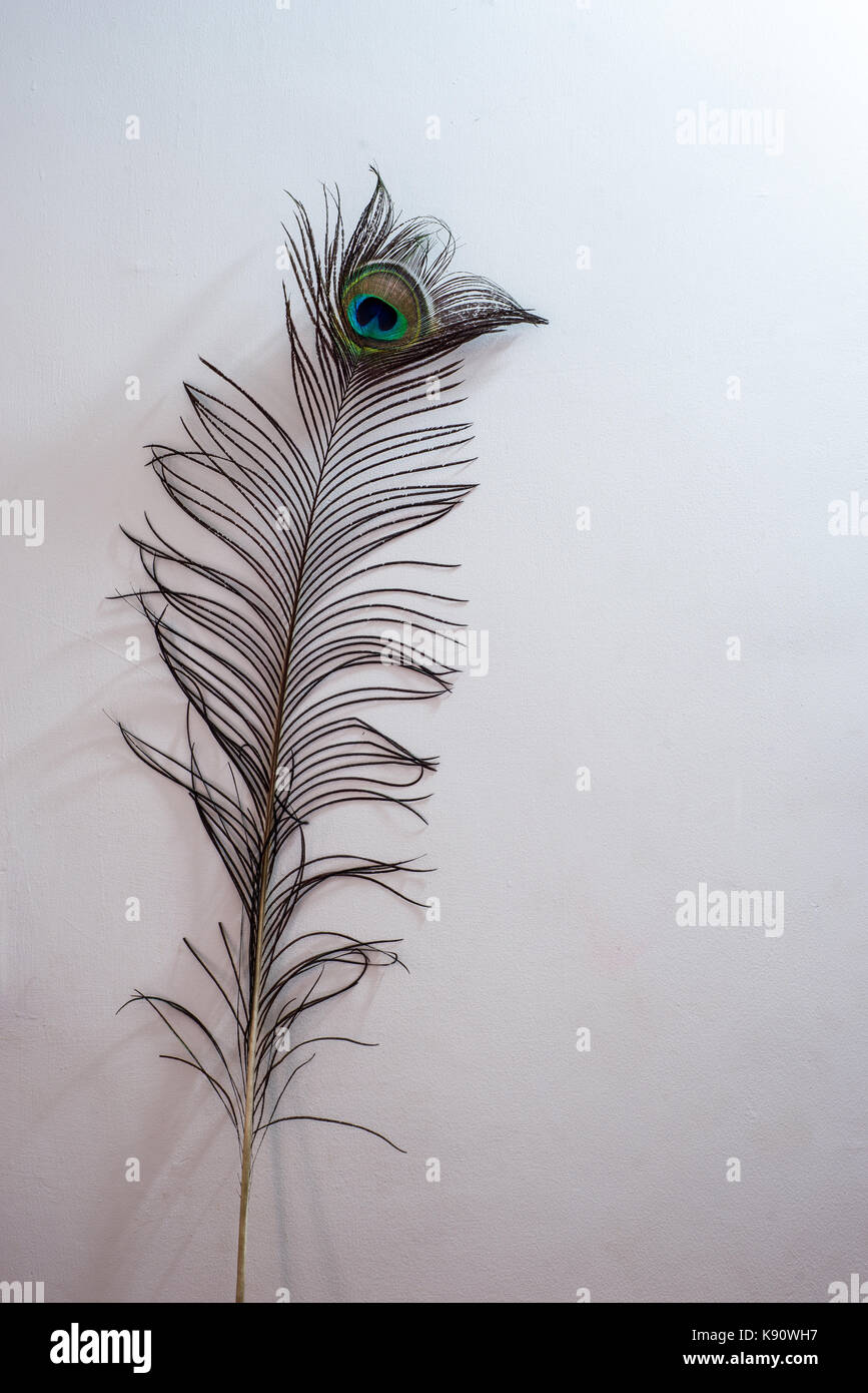 A peacock feather in a white background Stock Photo