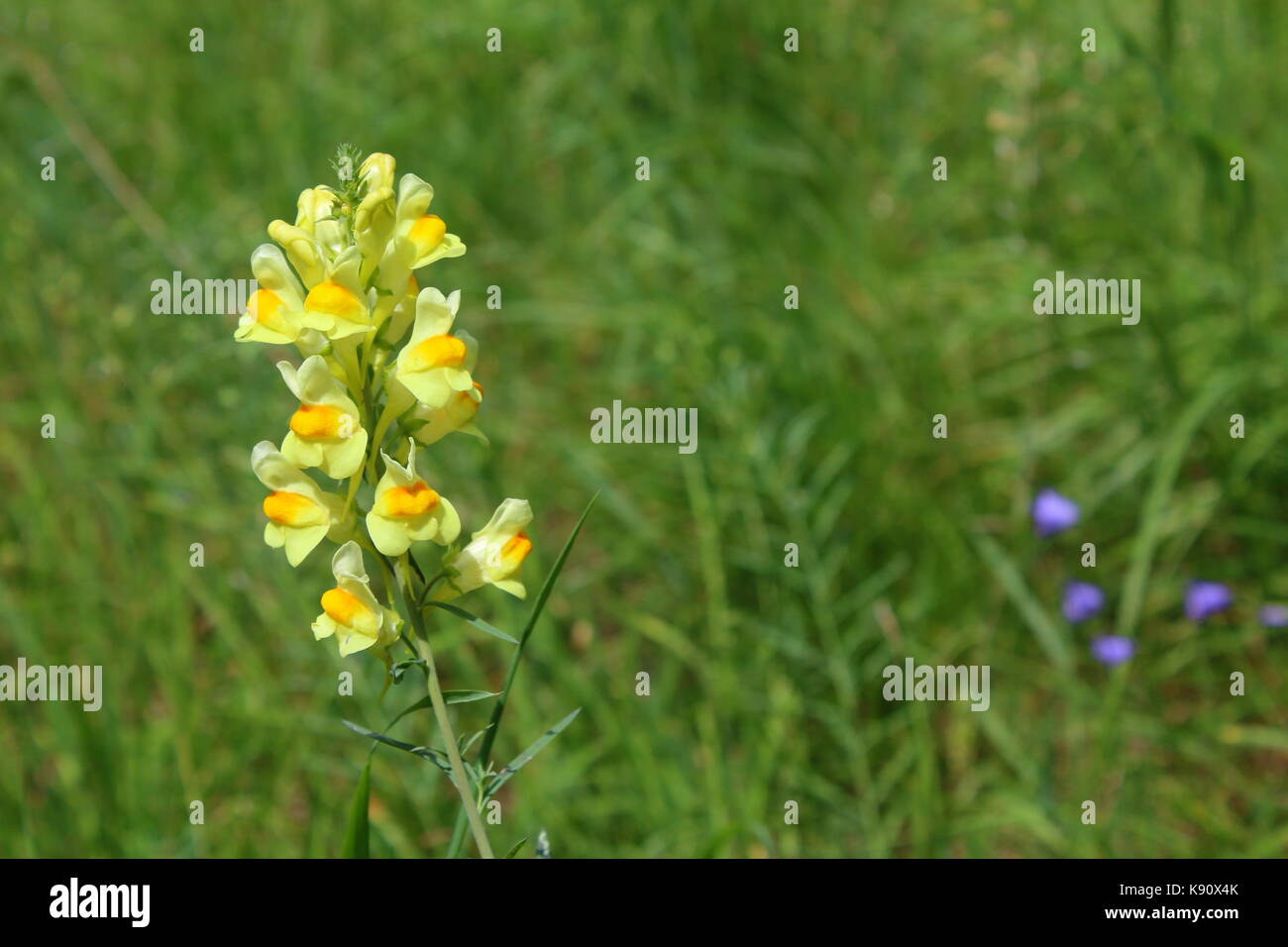 common toadflax (Linaria vulgaris) on a meadow Stock Photo