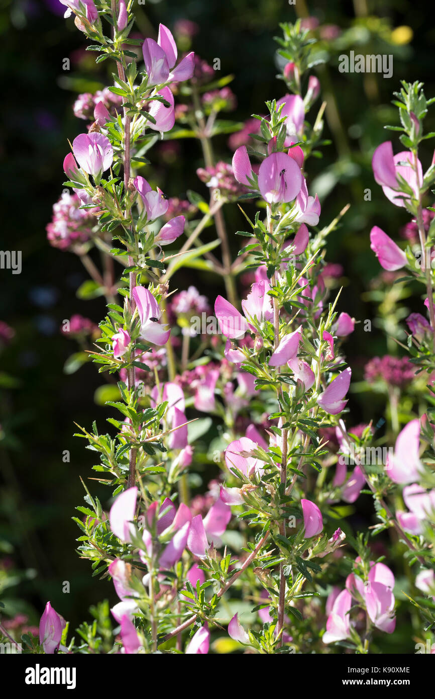 dornige-hauhechel-dorniger-hauhechel-ononis-spinosa-spiny-restharrow