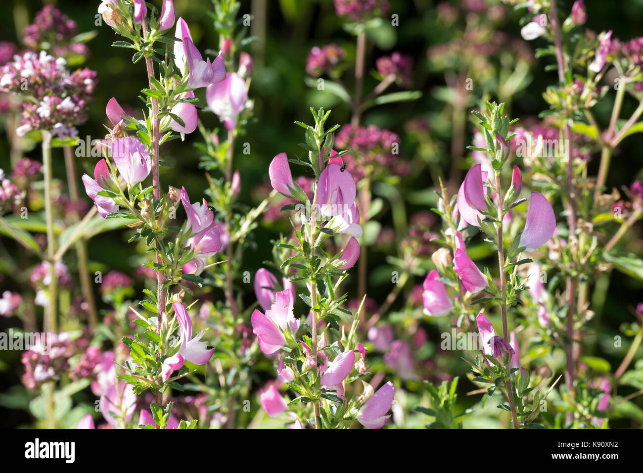 dornige-hauhechel-dorniger-hauhechel-ononis-spinosa-spiny-restharrow