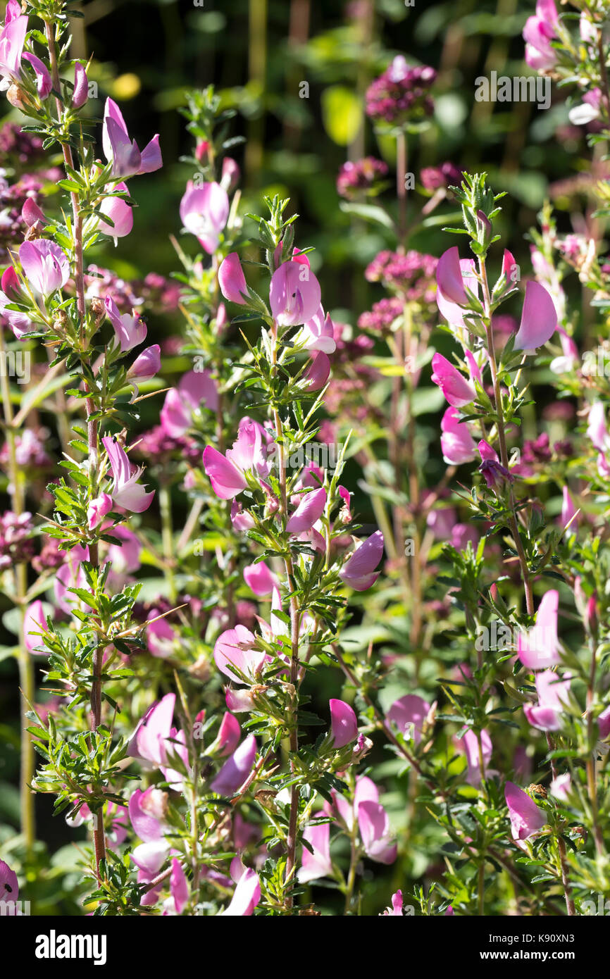 dornige-hauhechel-dorniger-hauhechel-ononis-spinosa-spiny-restharrow