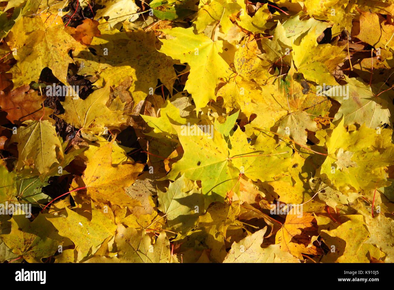colorful autumn foliage as a background texture Stock Photo - Alamy