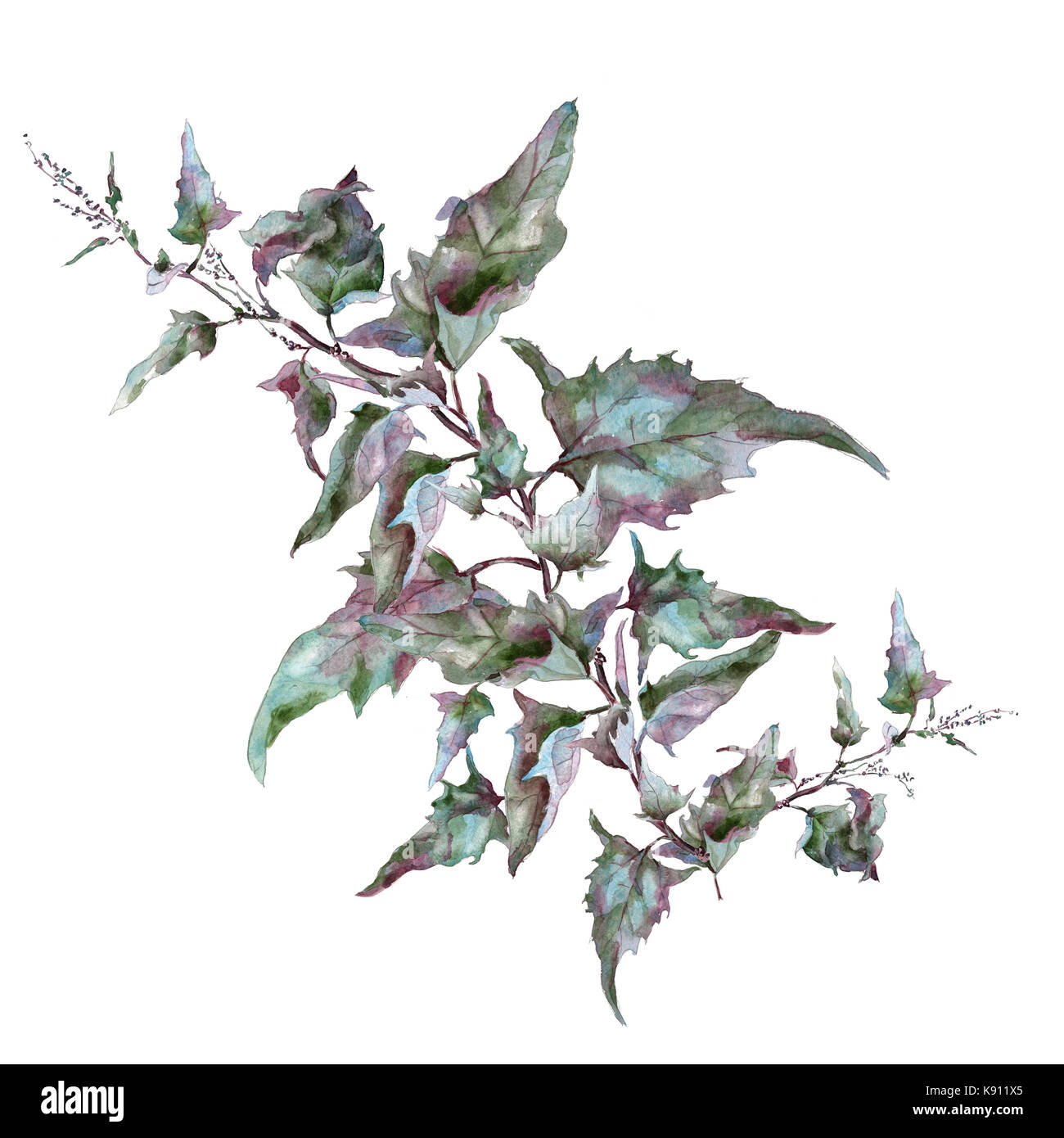 purple sagebrush tarragon branch with leaves Stock Photo Alamy