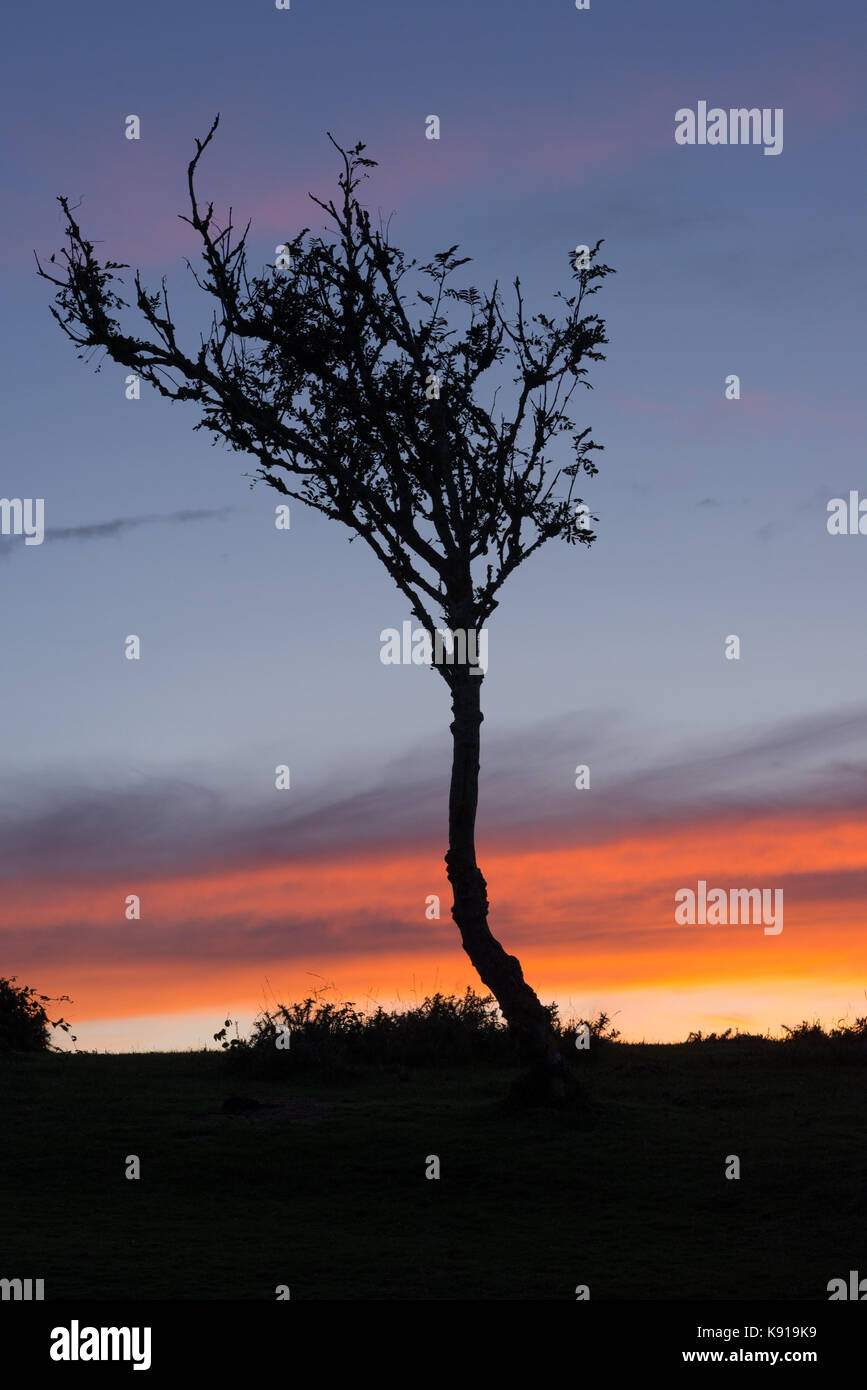 Solitary tree against red stripe sunset sky Stock Photo - Alamy