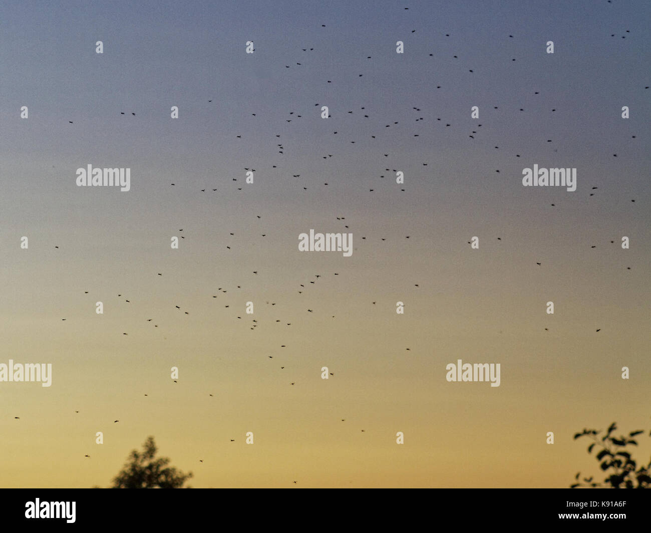 Glasgow, Scotland, UK. 21s September. The bad summer comes to an end with record midges recorded and the possibility of an unusual third hatch ,the warm end to a wet day sees the cloud  appearance of swarms on the forth and clyde canal. Credit Gerard Ferry/Alamy news Stock Photo