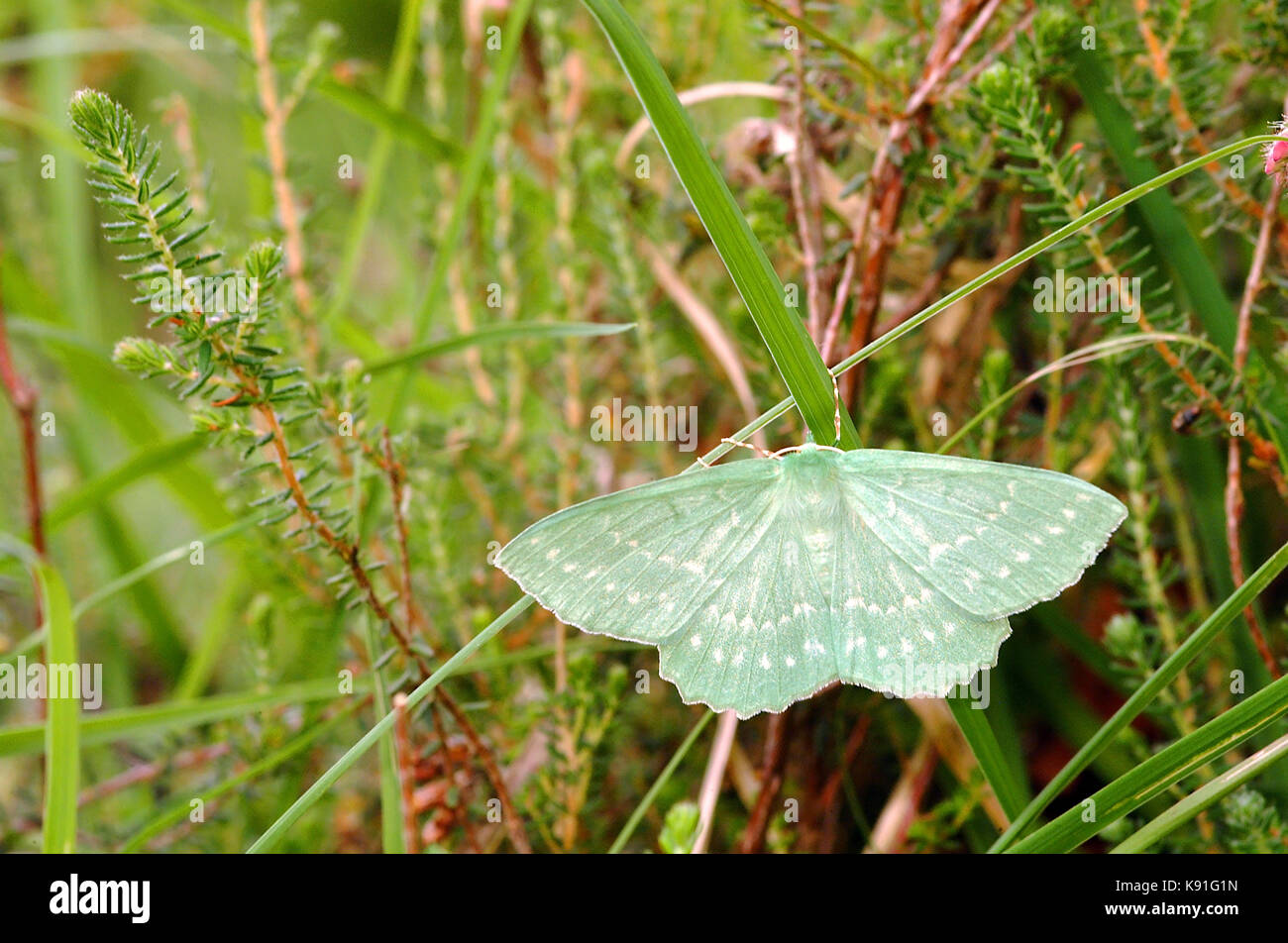 Large emerald moth (Geometra papilionaria) Freshly emerged Female, New Forest, Hampshire Stock Photo