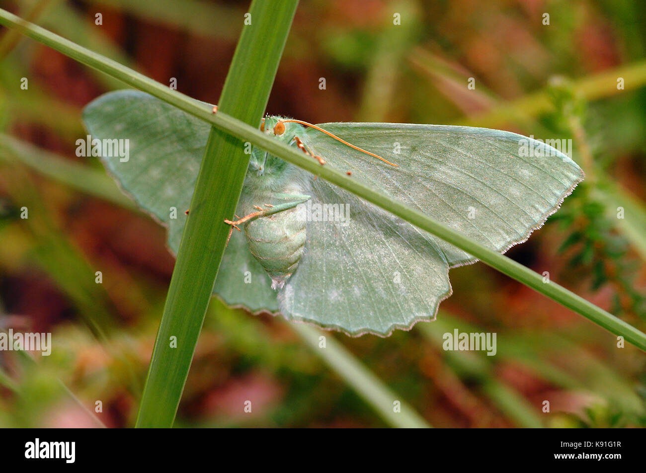 Large emerald moth (Geometra papilionaria) Freshly emerged Female, New Forest, Hampshire Stock Photo