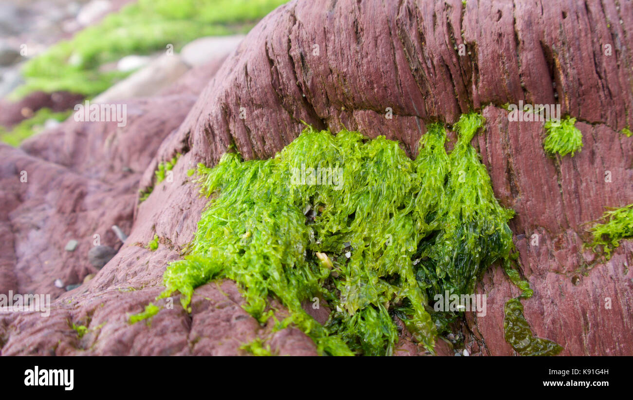 Rock pools as the sea retreats, revealling rock and plants Stock Photo