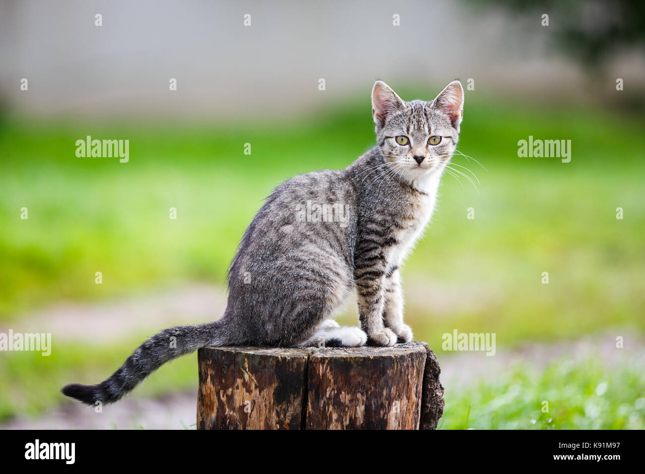 Portrait of the rustic cat on a stump in summer Stock Photo - Alamy