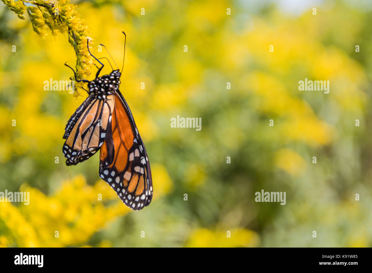 Newly emerged Monarch Butterfly (Danaus Plexippus) continues to dry its