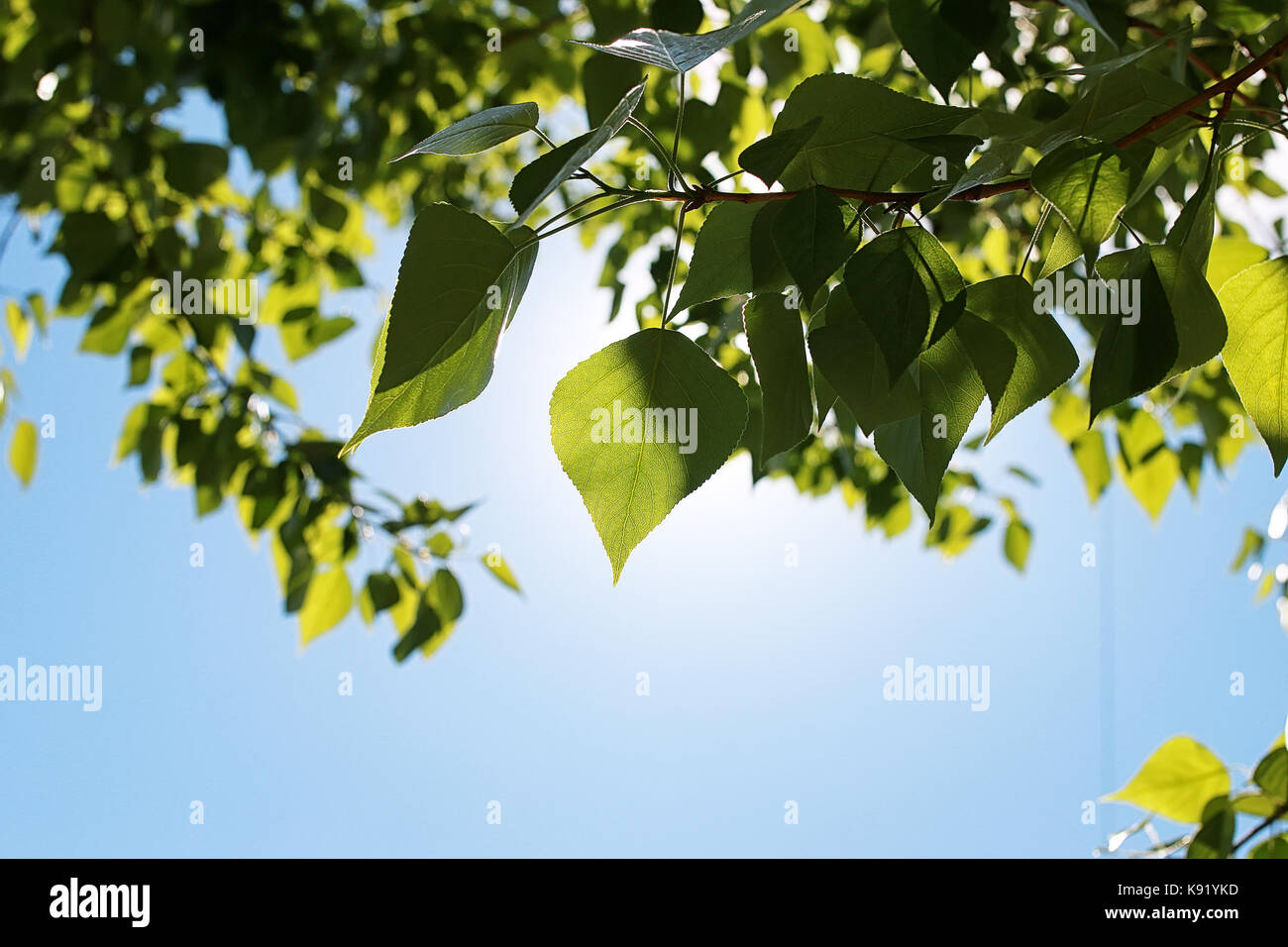 Green fresh leaves of trees on clear blue sky Stock Photo - Alamy