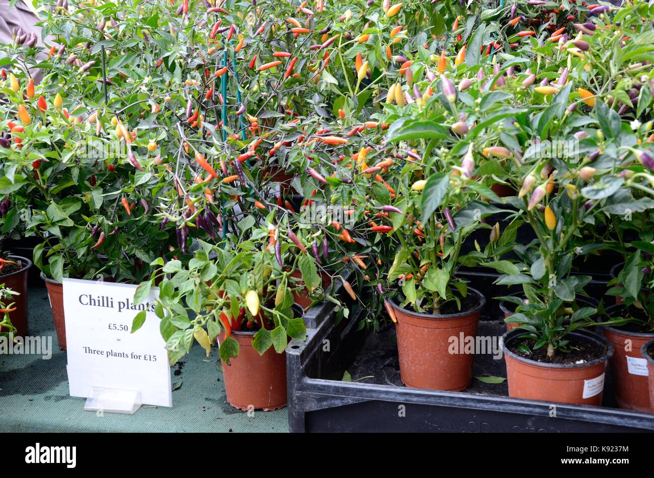 pots of chilli plants for sale at Abergavenny Food Festival