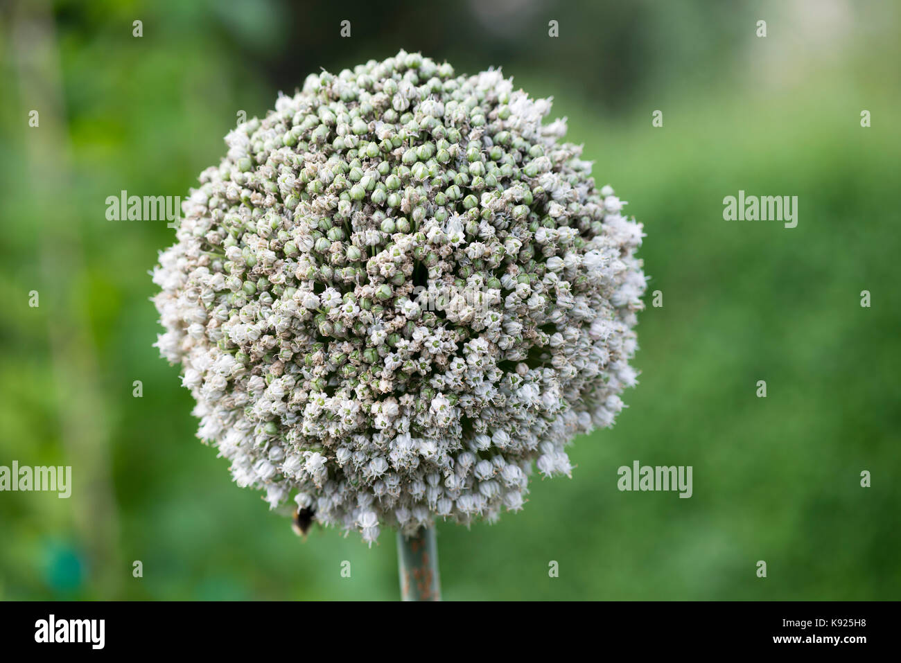 A leek which has been left to bolt and seed, causing a pretty flower head to develop.  Leek - Allium ampeloprasum var. porrum (L.) Stock Photo