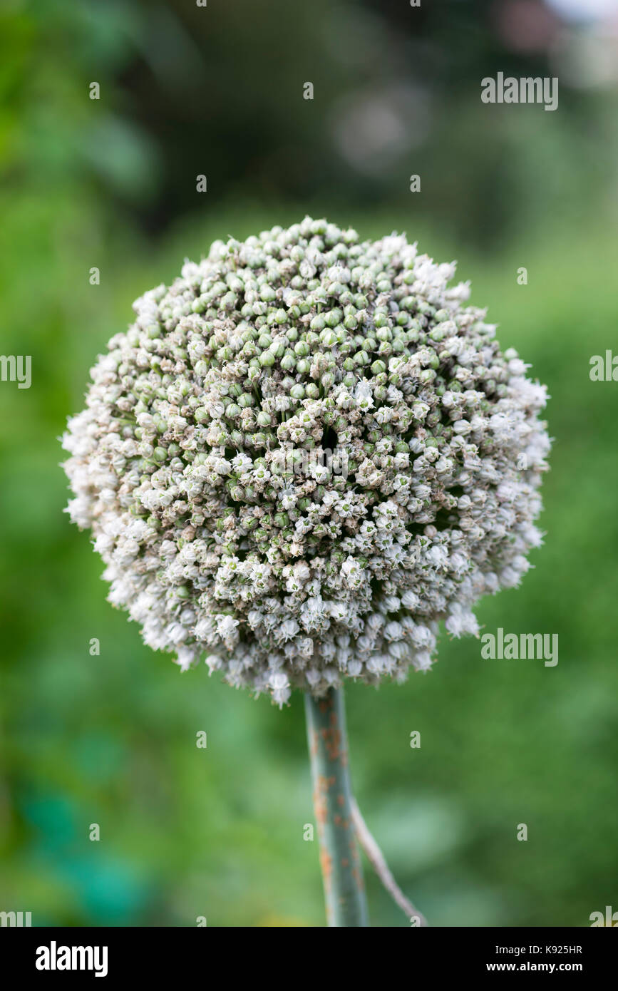 A leek which has been left to bolt and seed, causing a pretty flower head to develop.  Leek - Allium ampeloprasum var. porrum (L.) Stock Photo