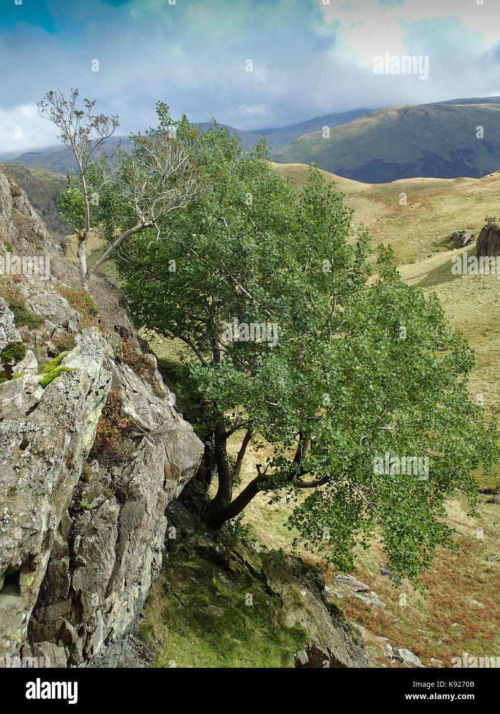 Aspen, Populus tremula, growing on a crag in the Eastern Fells area of the Lake District National Park, Cumbria, England Stock Photo