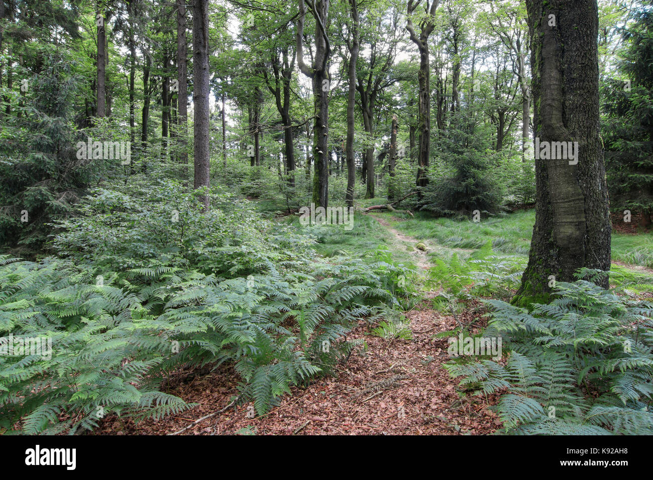 Silent day in the beech forest Stock Photo