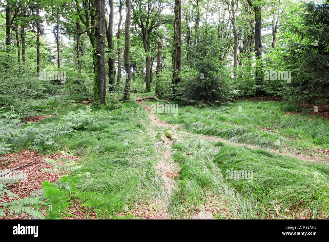 Silent day in the beech forest Stock Photo