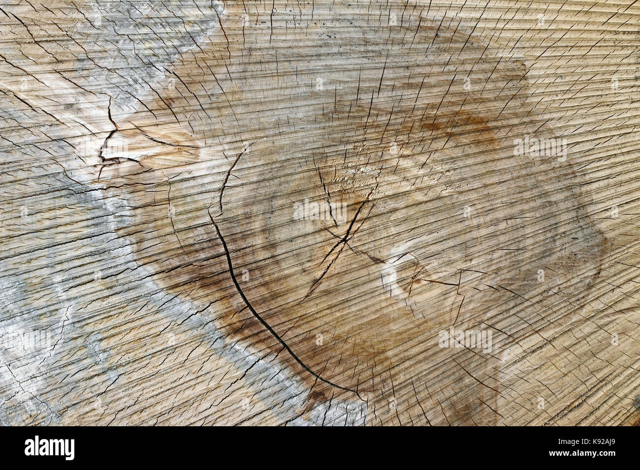 Texture of wood - cut tree trunk - annual rings Stock Photo