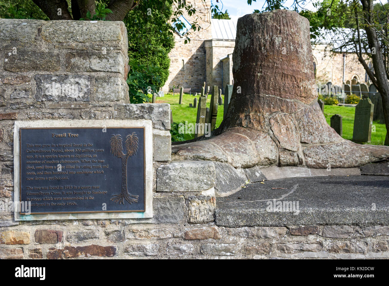 The Fossil tree in the church yard at Stanhope, County Durham. Stock Photo
