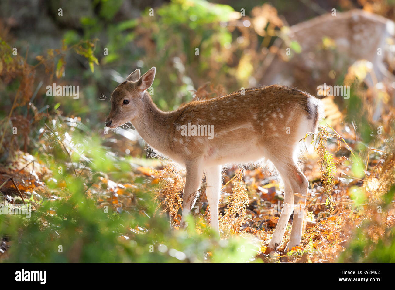 Beautiful, baby fallow deer fawn (Dama dama) in autumn sunshine, hiding in natural UK woodland undergrowth & leaves. Stock Photo