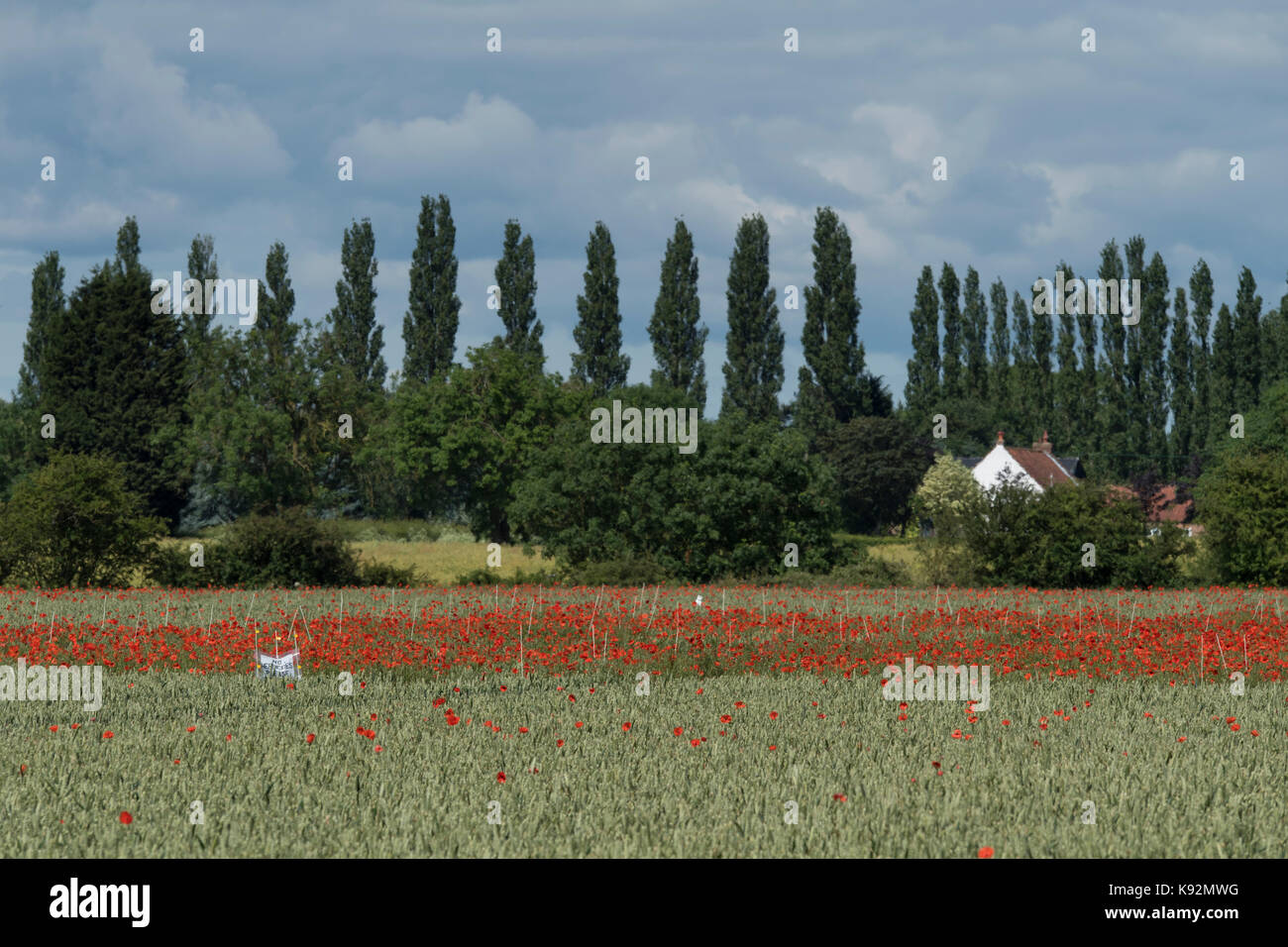 Scenic view of field of wheat (area fenced off where bright red poppies grow on farmland) - Upper Poppleton, near York, North Yorkshire, England, UK. Stock Photo