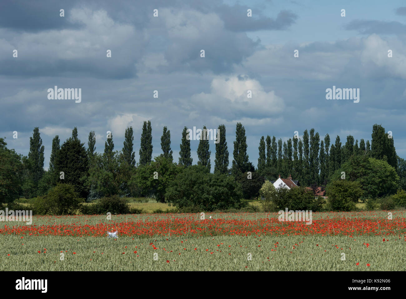 Scenic view of field of wheat (area fenced off where bright red poppies grow on farmland) - Upper Poppleton, near York, North Yorkshire, England, UK. Stock Photo