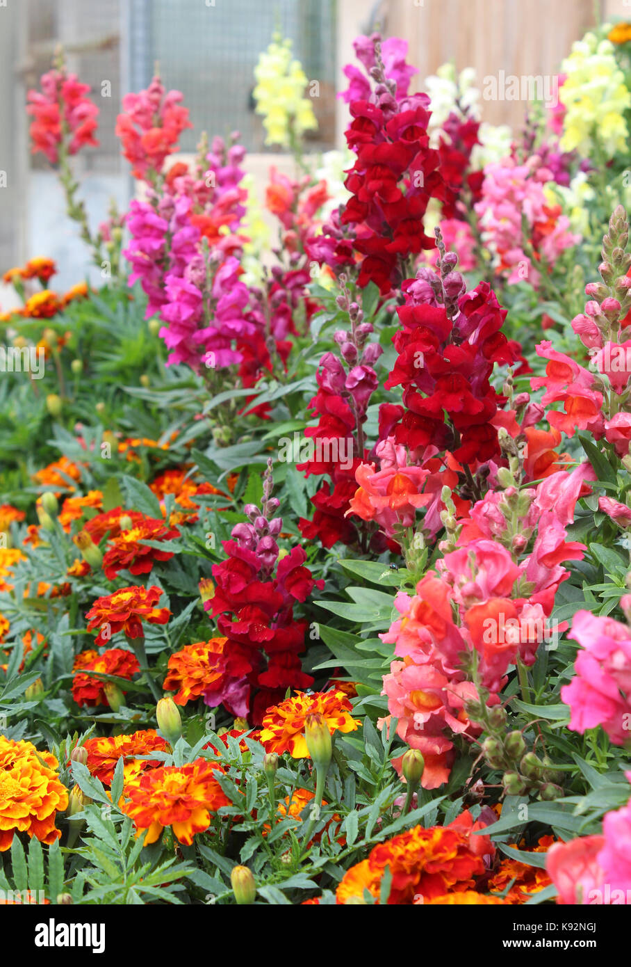 The beautiful brightly colored summer bedding plants of Antirrhinum majus also known as Snap Dragons and Tagetes patula (French Marigolds). Stock Photo