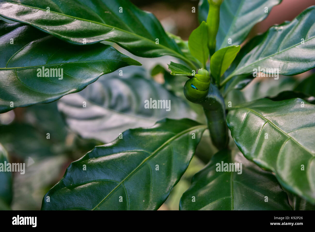 Oleander Hawk Moth Caterpillar feeding on a plant with green glossy leaves. Green caterpillar well camouflaged. Shot in Phnom Penh, Cambodia. Stock Photo