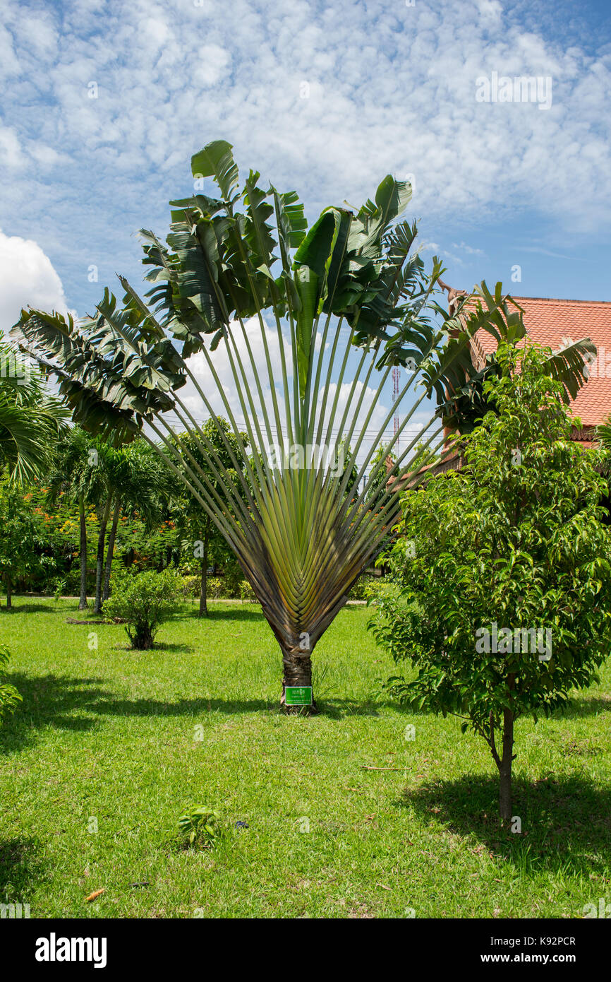 Fan Shape Tree High Resolution Stock Photography and Images Alamy