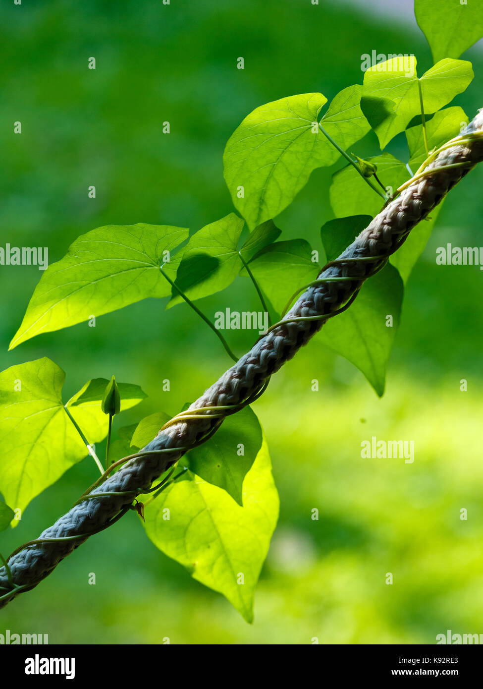 Scarlet runner bean hi-res stock photography and images - Alamy