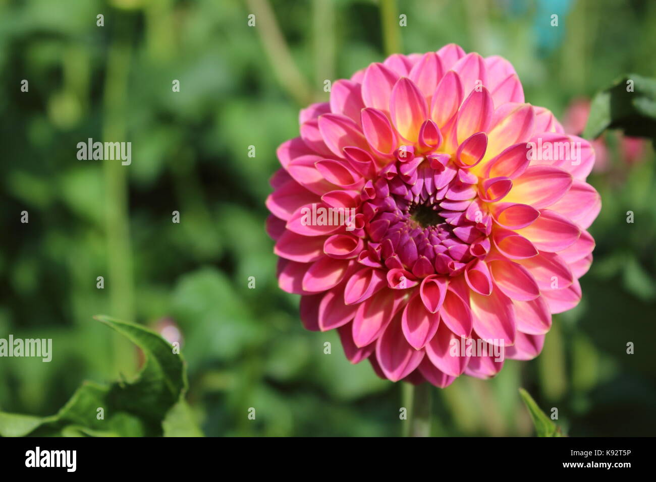 pink dahlia flower pink suffusion in flower Stock Photo - Alamy
