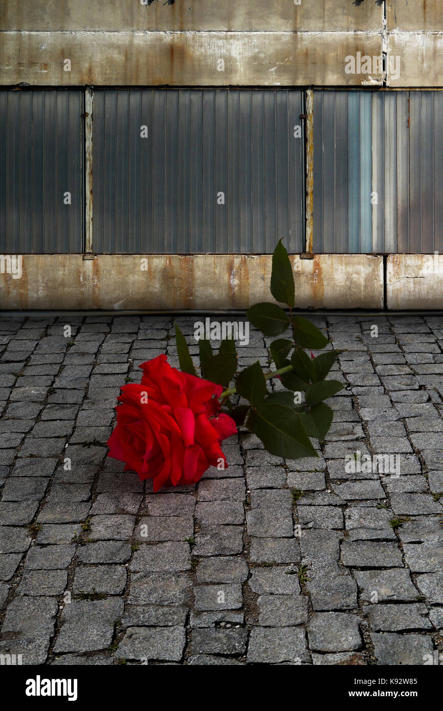 Cut red rose on a cobblestone street by a weathered old brick and metal wall Stock Photo