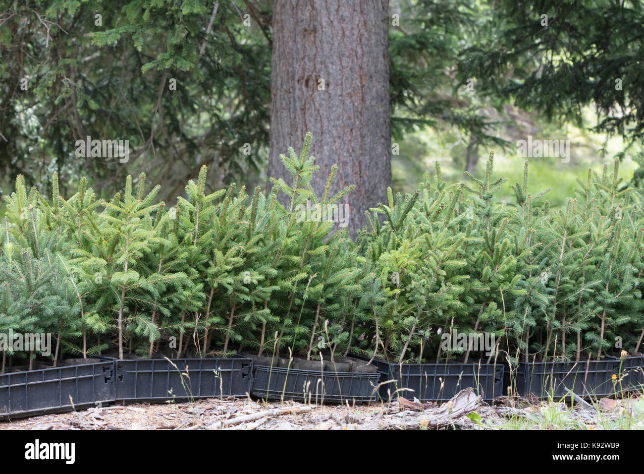 Small pine trees waiting to be planted in a forest - Alps Stock Photo