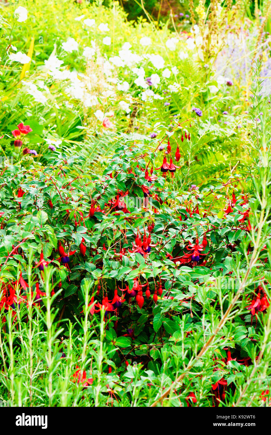 A Fuschia plant with red and purple flowers in an english garden Stock Photo