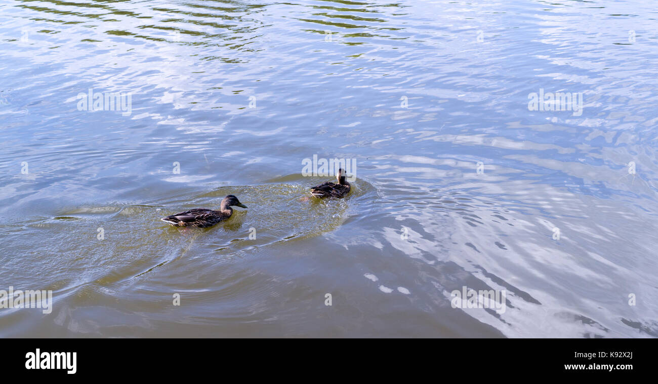 ducks in the turbid pond at summer. wildlife, nature Stock Photo Alamy